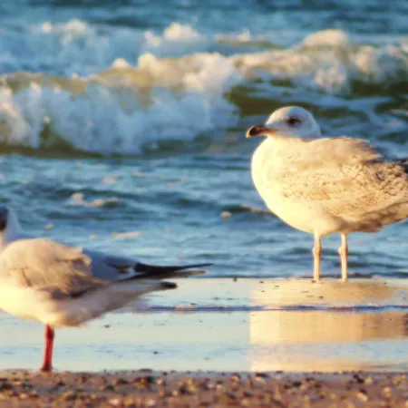 Al-dom Gold コウォブジェク