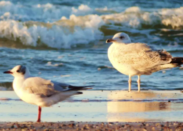 Al-dom Gold 科沃布热格